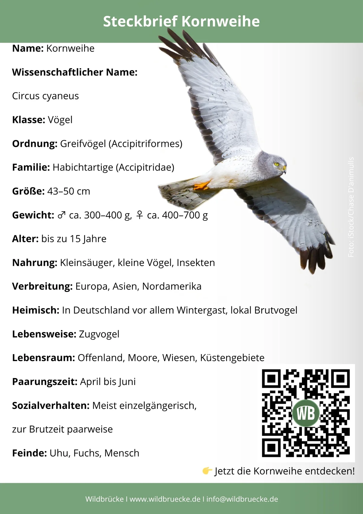 Kornweihe Steckbrief