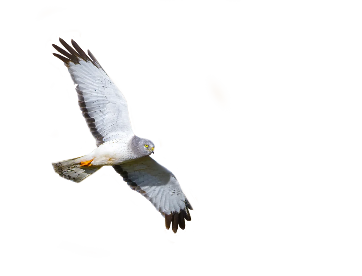 Kornweihe Kornweihe