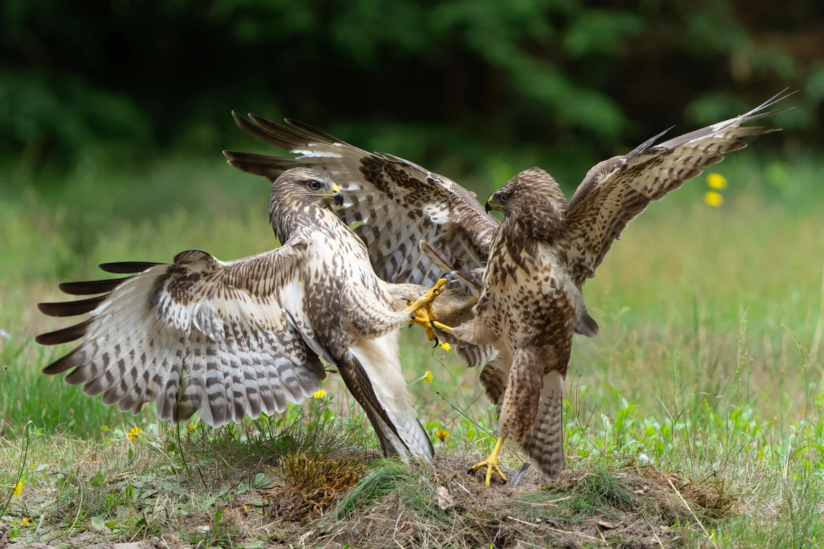 MĂ€usebussard GröĂe - Vögel in Europa MĂ€usebussard GröĂe - Vögel in Europa