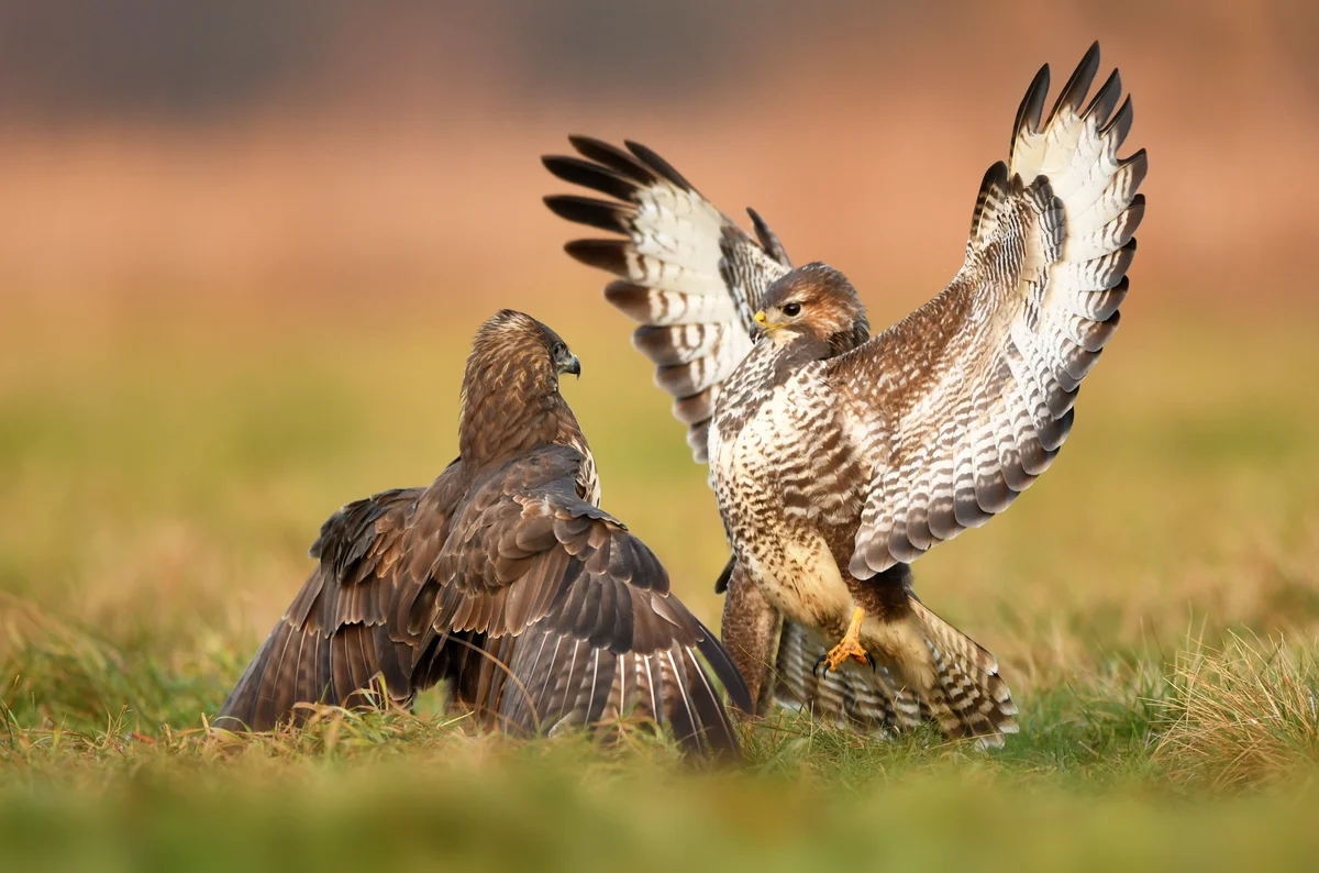 MÀusebussard Lebensraum - Vögel in Europa MÀusebussard Lebensraum - Vögel in Europa