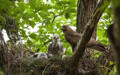 Mäusebussard Nest – So baut er sein Nest und schützt seine Jungen