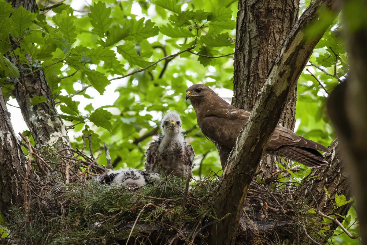 Mäusebussard Nest - Vögel in Europa