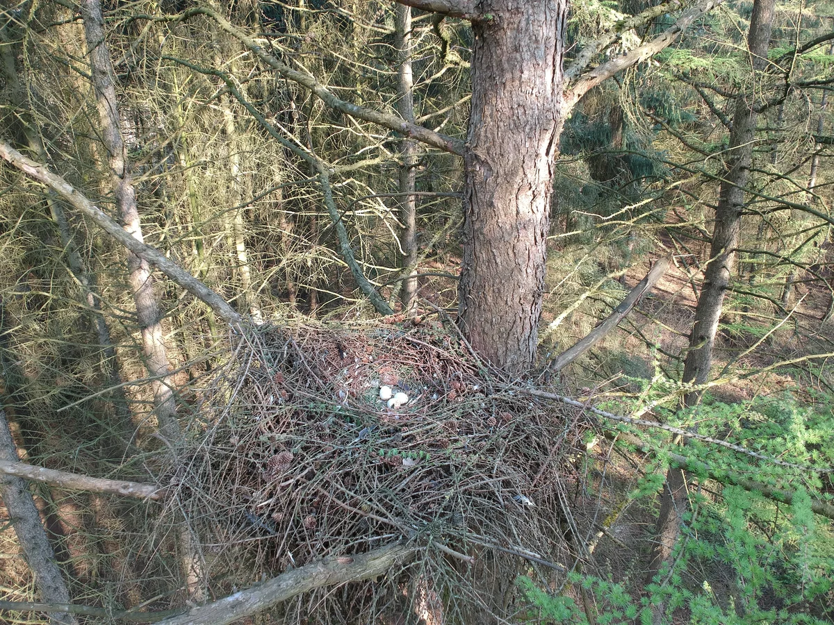 Mäusebussard Nest mit Eier - Vögel in Europa