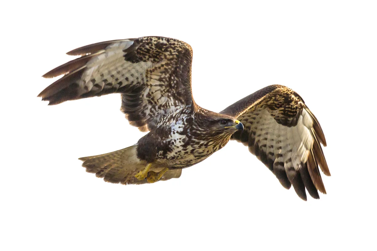 MĂ€usebussard Ruf - Vögel in Europa Turmfalke GröĂe - Vögel in Europa