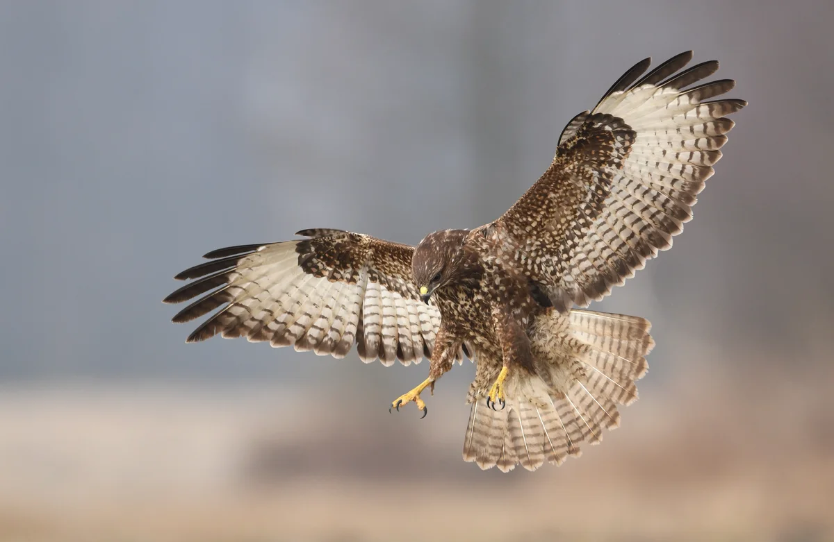 MÀusebussard Spannweite - Vögel in Europa MÀusebussard Spannweite - Vögel in Europa