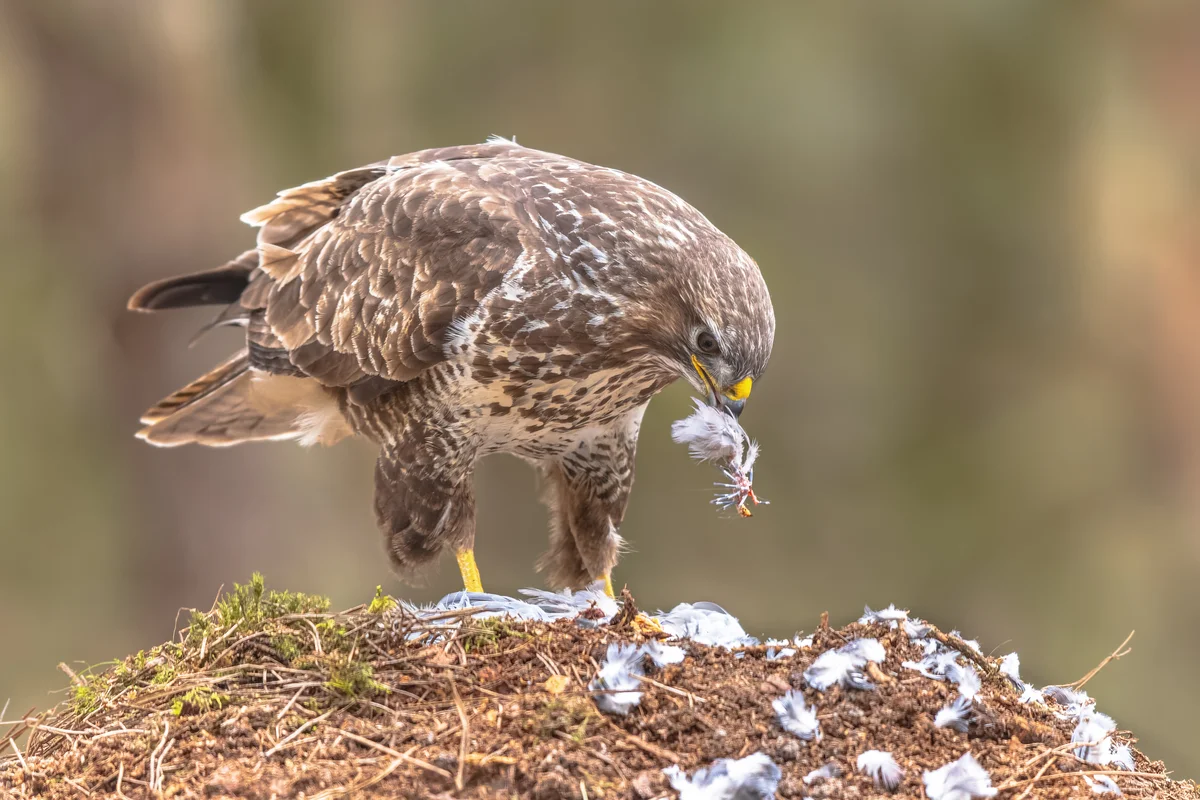 MÀusebussard beim fressen - Vögel in Europa MÀusebussard beim fressen - Vögel in Europa