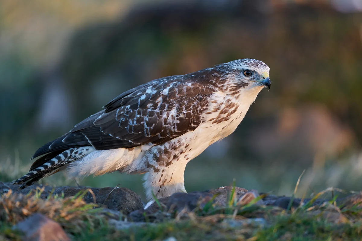 MÀusebussard in Weià - Vögel in Europa MÀusebussard in Weià - Vögel in Europa
