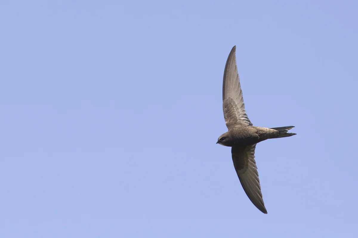 Mauersegler Ruf - Vögel in Europa