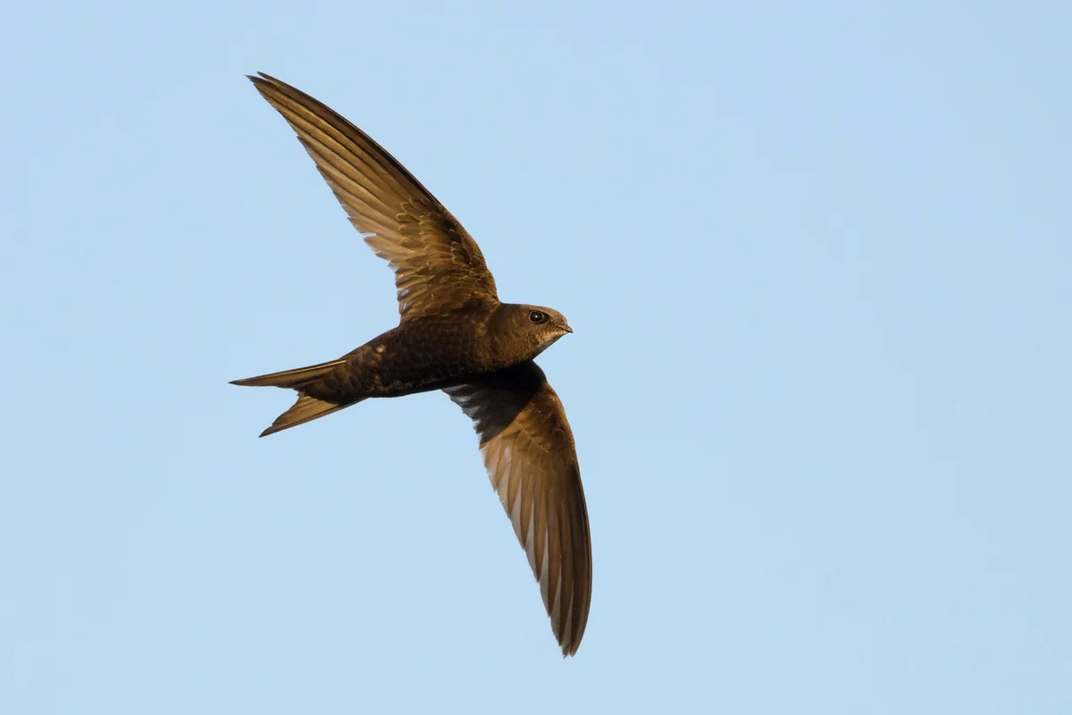 Mauersegler im Flug - Vögel in Europa