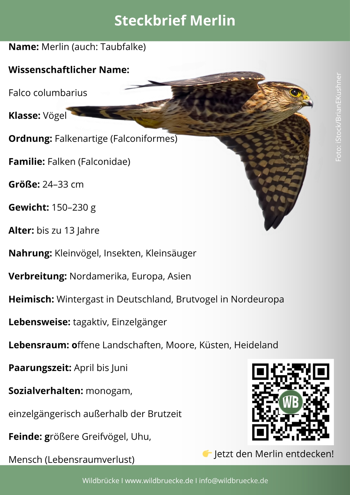 Merlin Steckbrief- Vögel in Europa