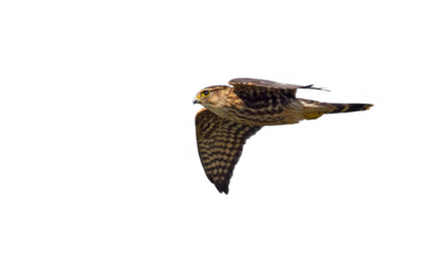 Merlin