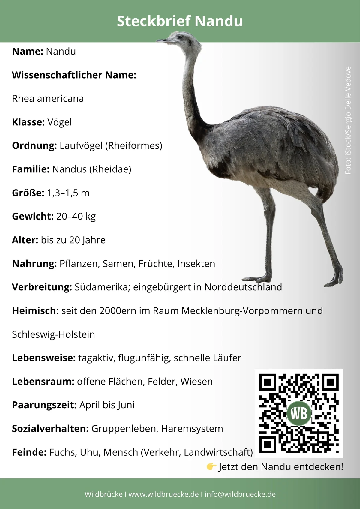 Nandu Steckbrief- Vögel in Europa