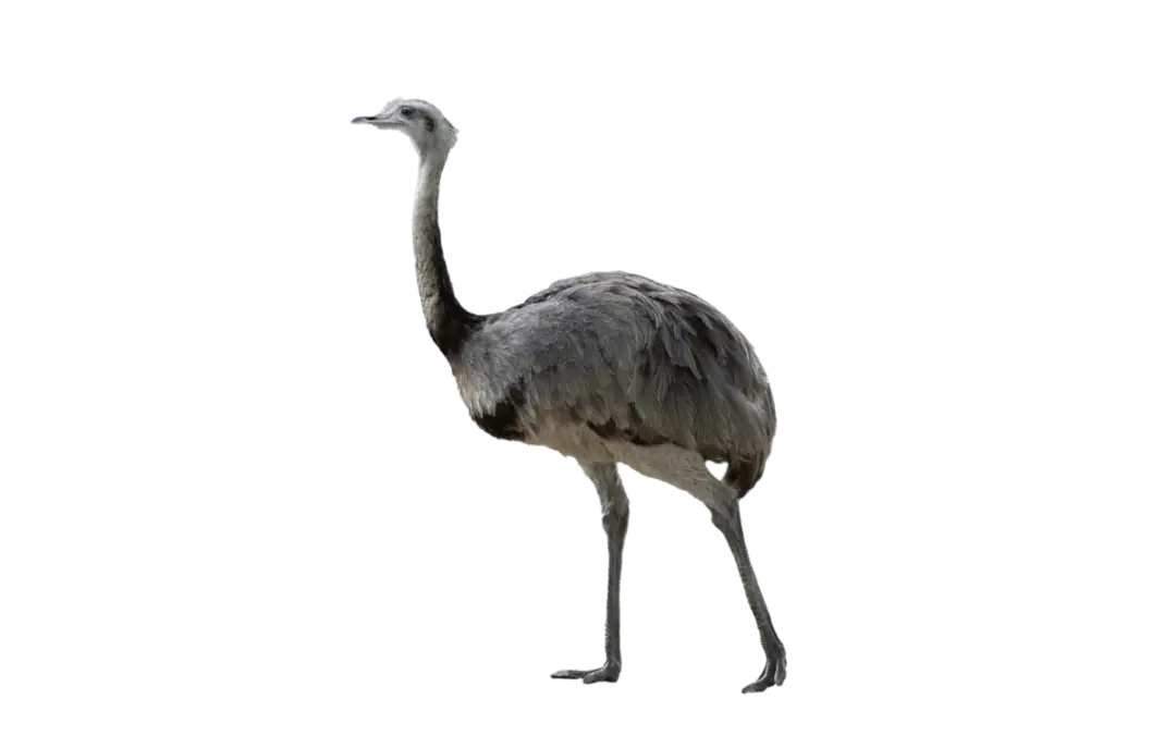 Nandu