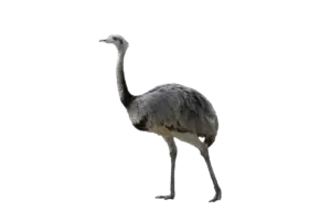 Nandu- Vögel in Europa