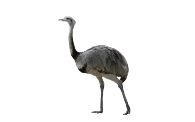 Nandu