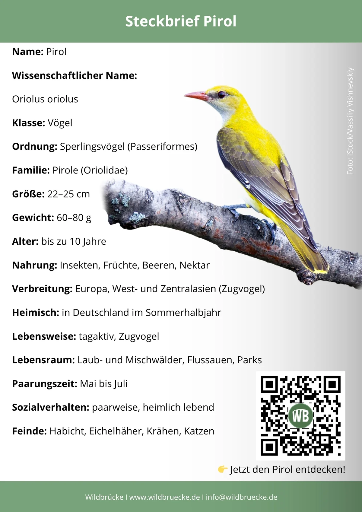 Pirol Steckbrief- Vögel in Europa