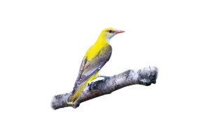 Pirol- Vögel in Europa