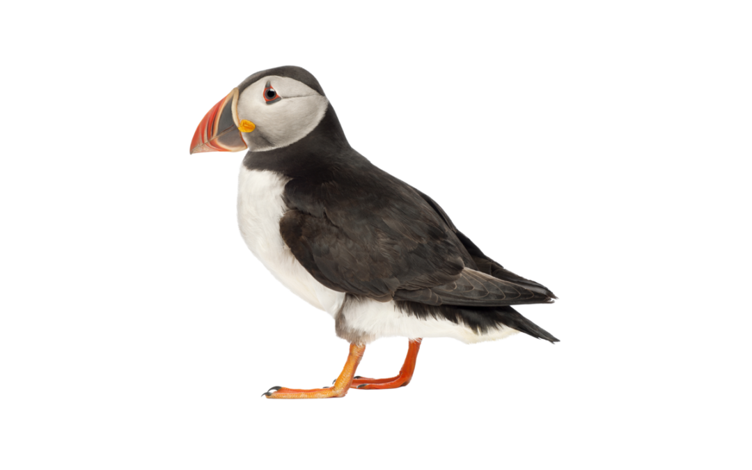 Puffin