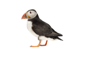 Puffin- Vögel in Europa