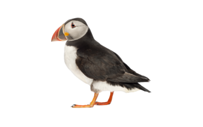 Puffin