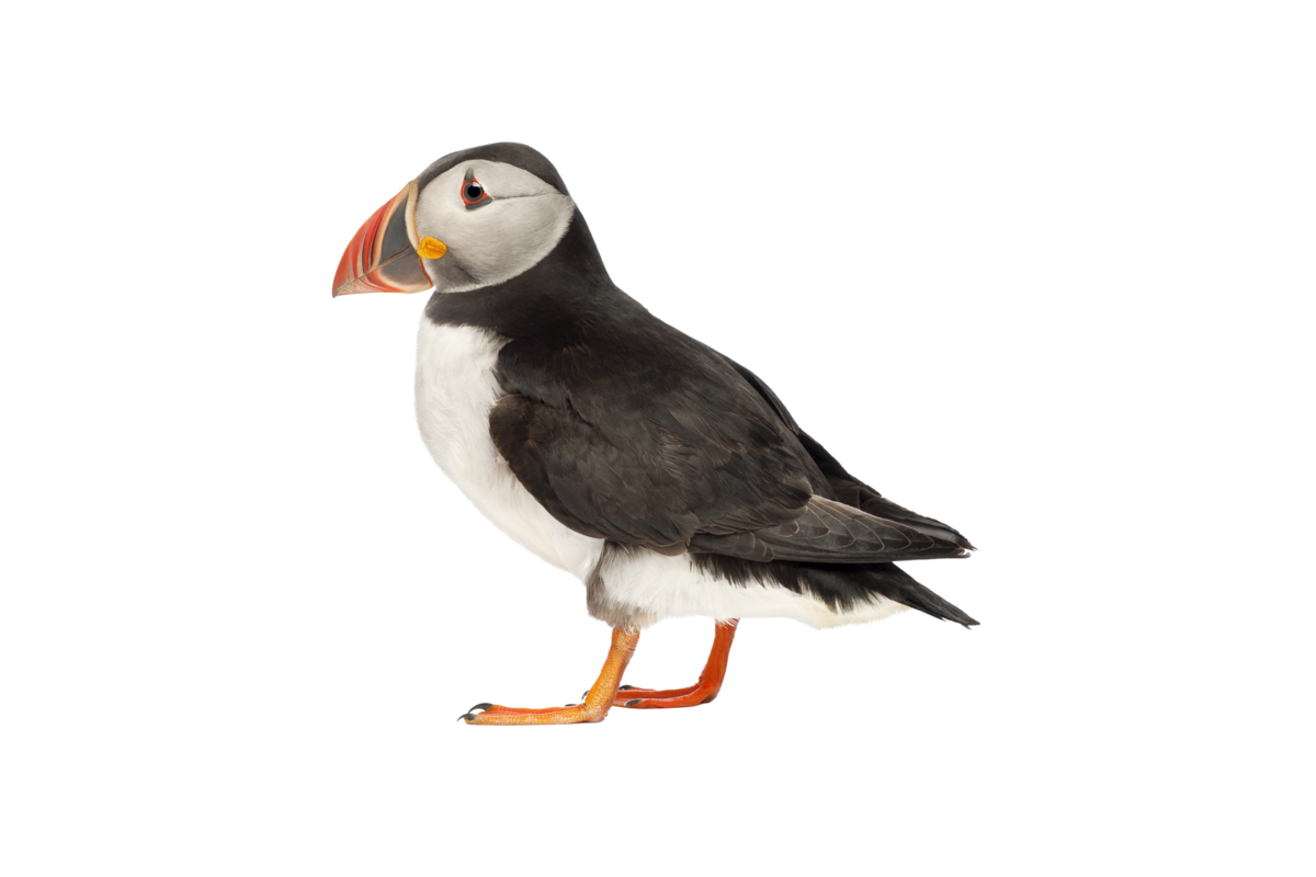 Puffin- Vögel in Europa