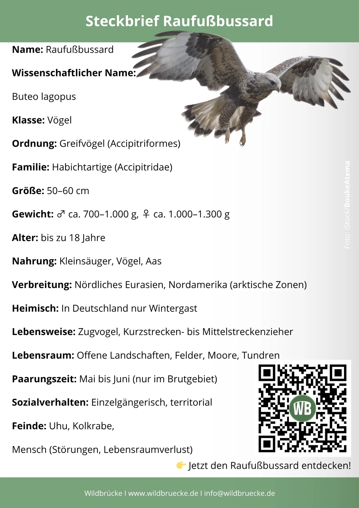 Raufußbussard Steckbrief - Vögel in Europa