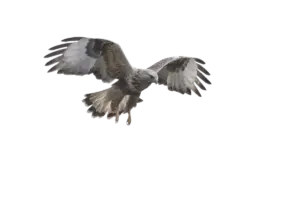 Raufußbussard - Vögel in Europa