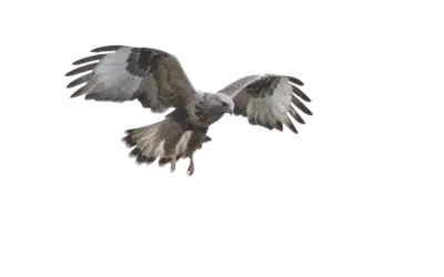 Raufußbussard
