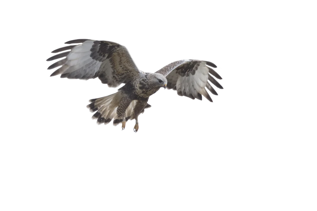 Raufußbussard - Vögel in Europa Raufußbussard - Vögel in Europa