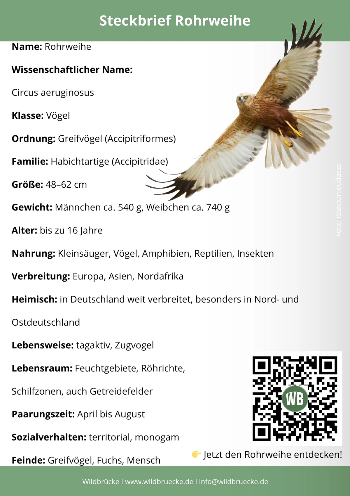 Rohrweihe Steckbrief - Vögel in Europa
