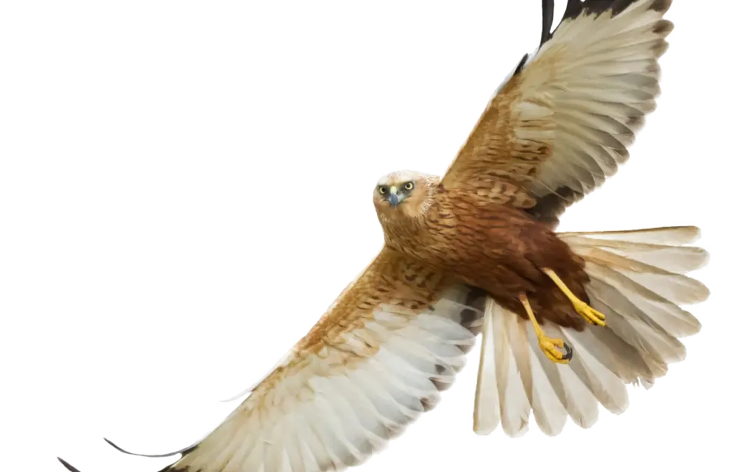 Rohrweihe