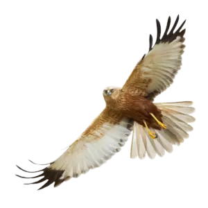 Rohrweihe - Vögel in Europa