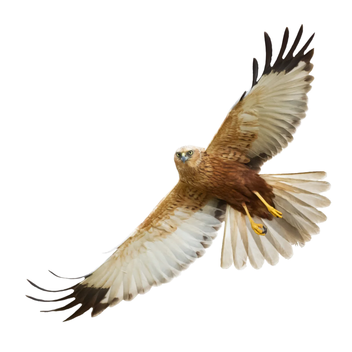 Rohrweihe - Vögel in Europa Rohrweihe - Vögel in Europa