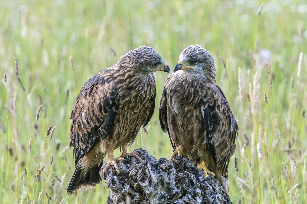 Rotmilan Brutzeit - Vögel in Europa Rotmilan Brutzeit - Vögel in Europa