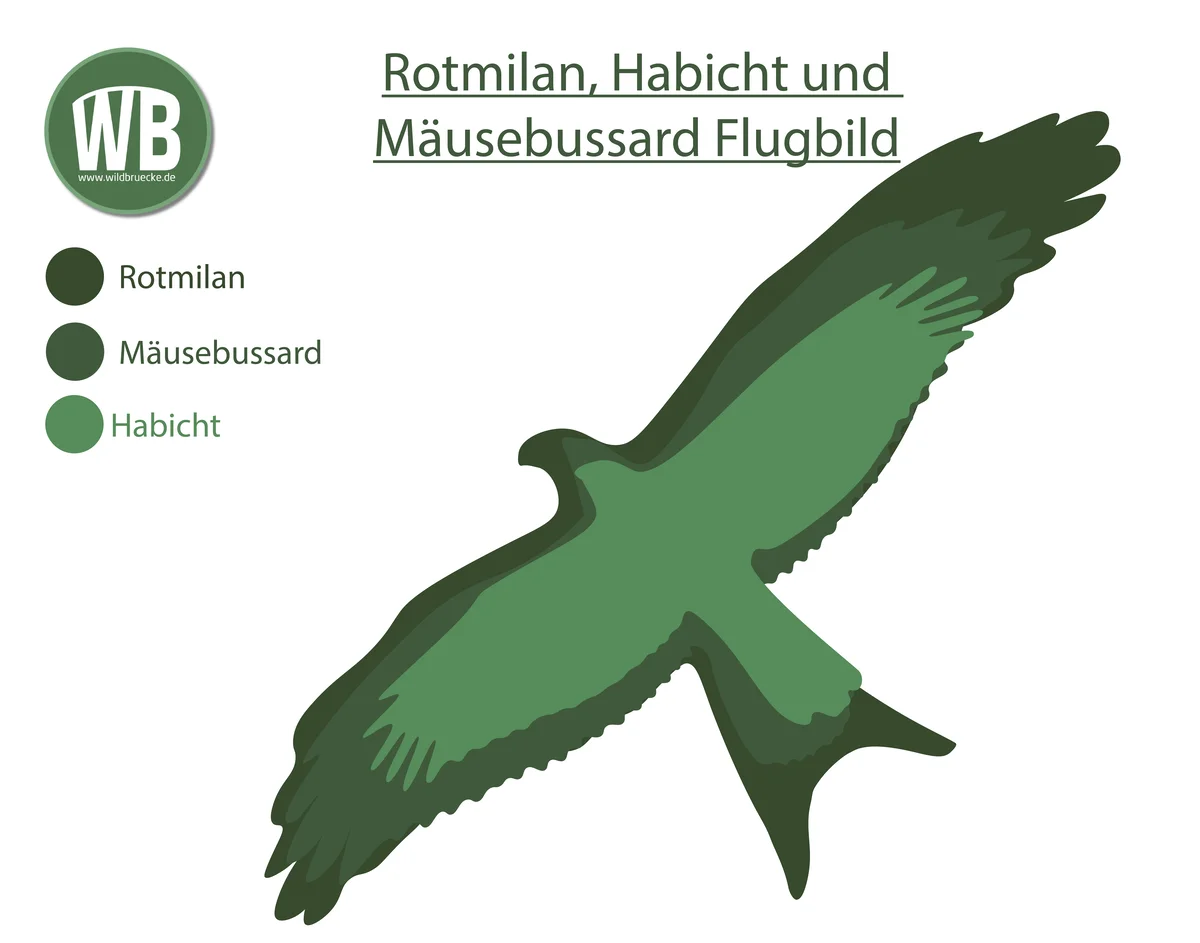 Rotmilan Flugbild im Vergleich zum Mäusebussard und Habicht - Vögel in Europa