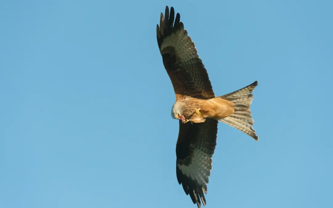 Rotmilan Nahrung: Was dieser elegante Greifvogel wirklich frisst