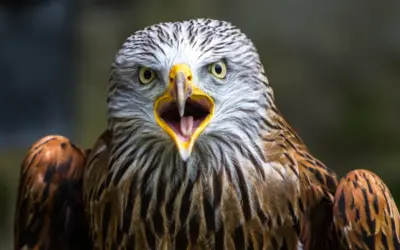 Rotmilan Ruf: So klingt der elegante Greifvogel aus dem offenen Himmel