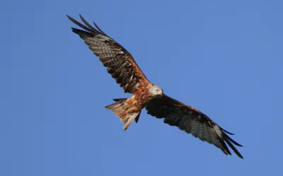 Rotmilan Spannweite: So beeindruckend ist der Gleitflug des roten Greifvogels