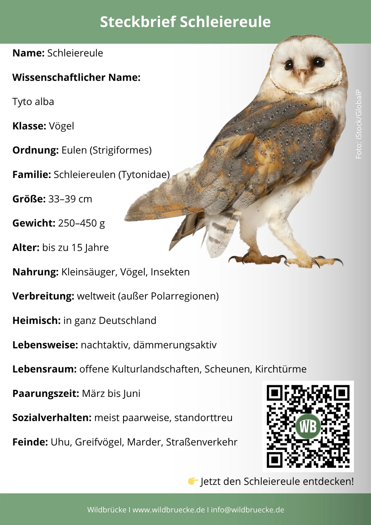 Schleiereule Steckbrief- Vögel in Europa