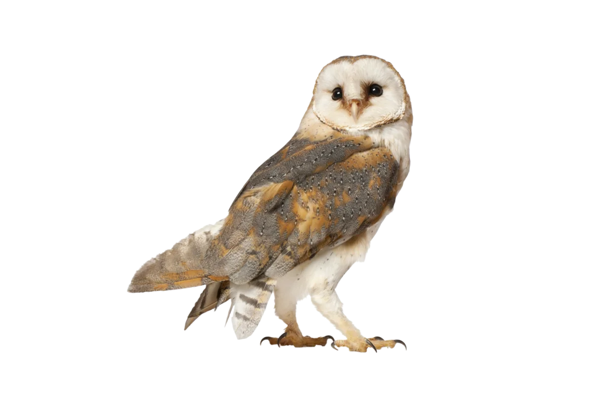 Schleiereule- Vögel in Europa