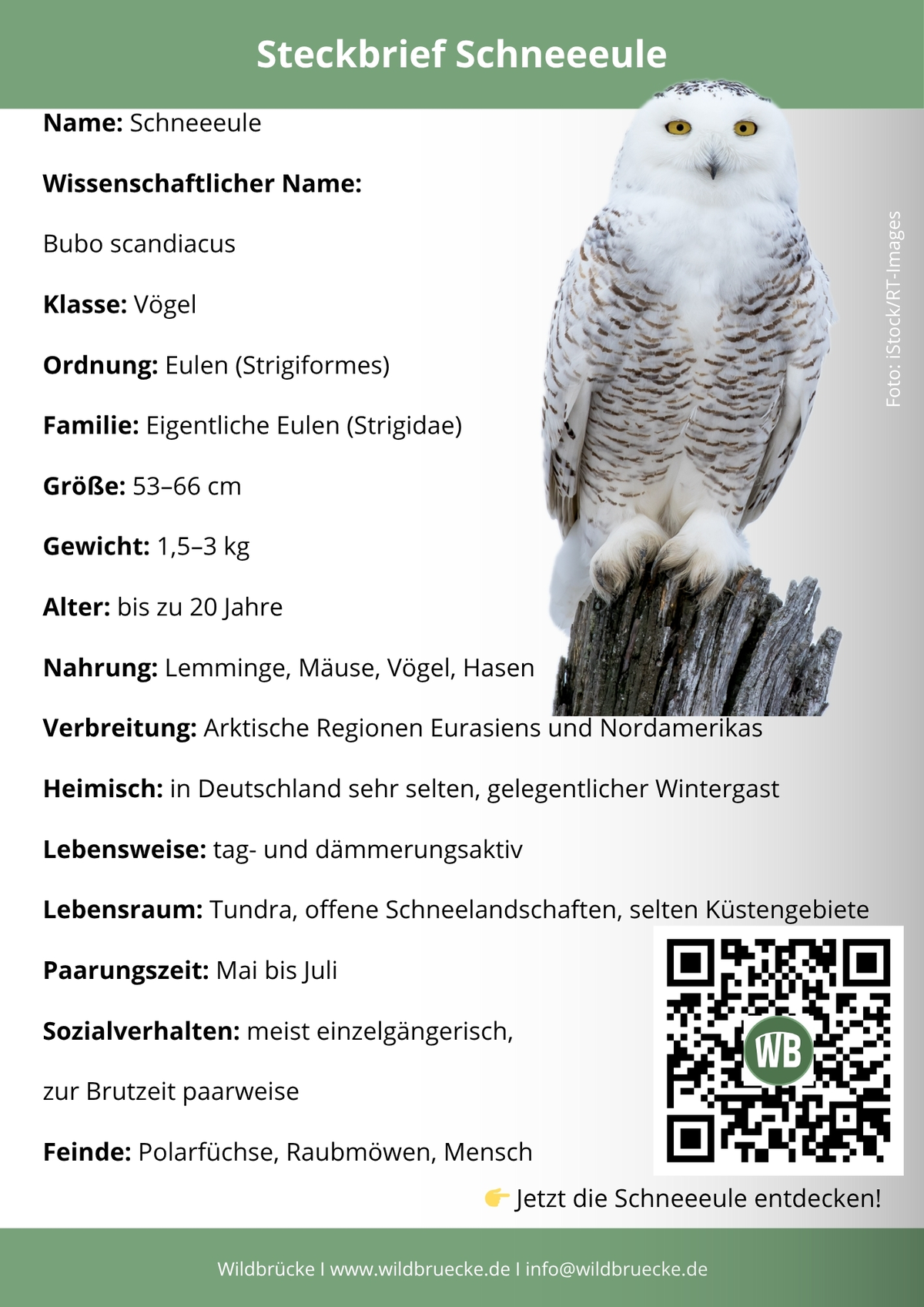 Schneeeule Steckbrief- Vögel in Europa