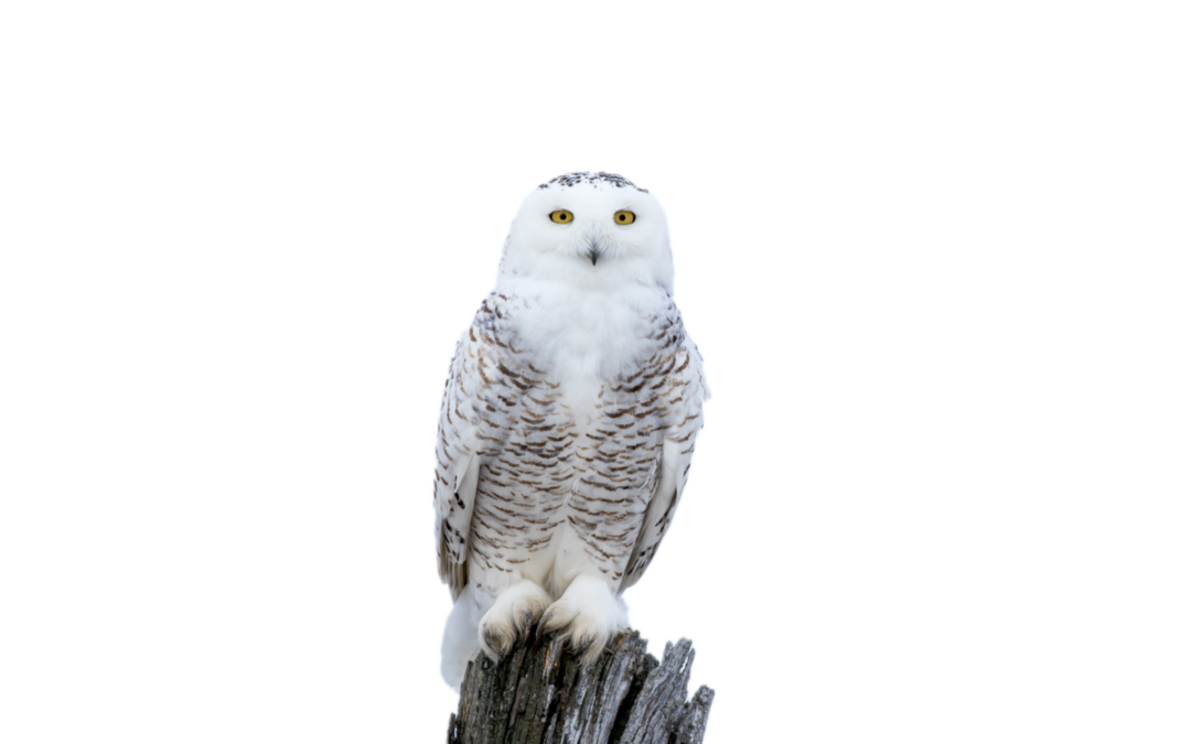 Schneeeule