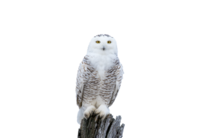 Schneeeule- Vögel in Europa