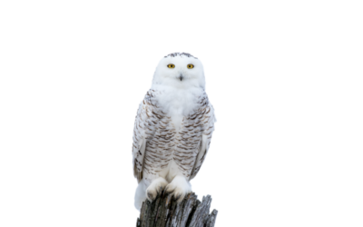 Schneeeule