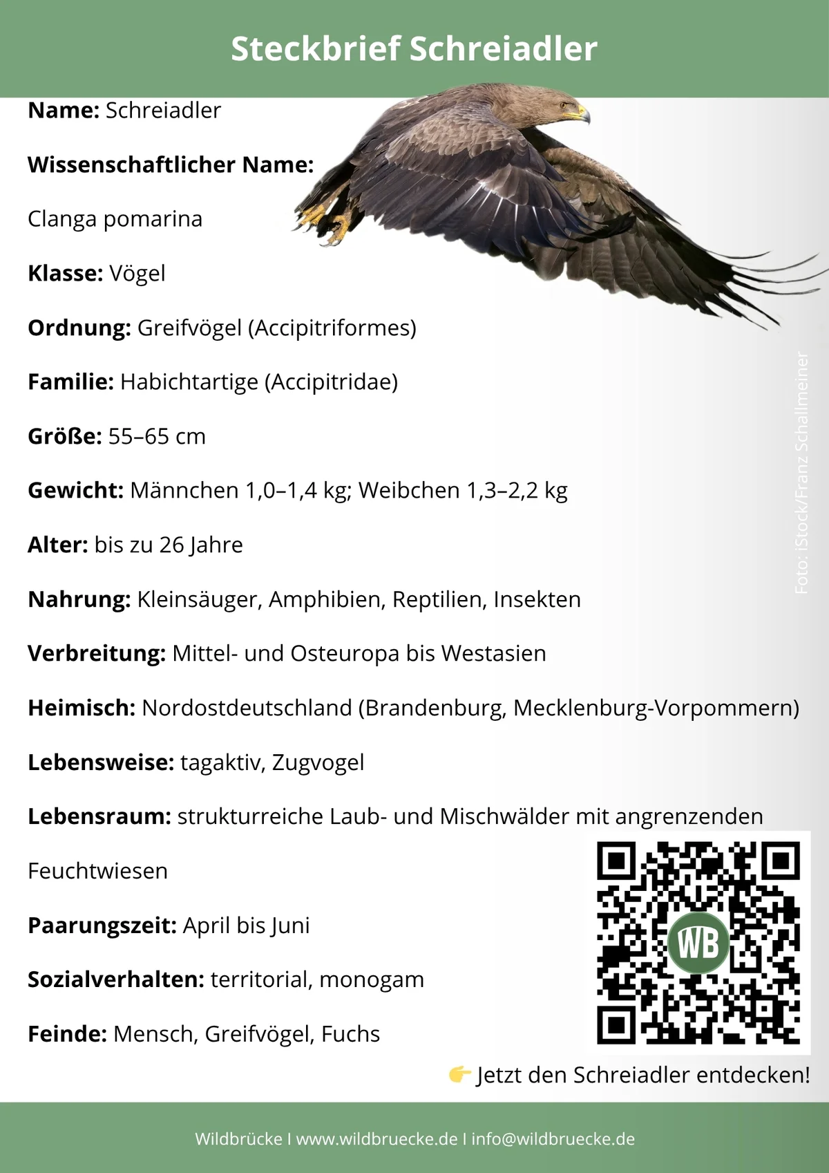 Schreiadler Steckbrief - Vögel in Europa