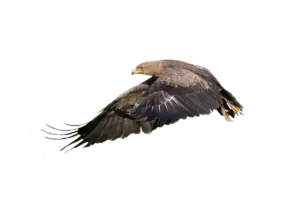 Schreiadler - Vögel in Europa