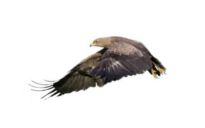 Schreiadler