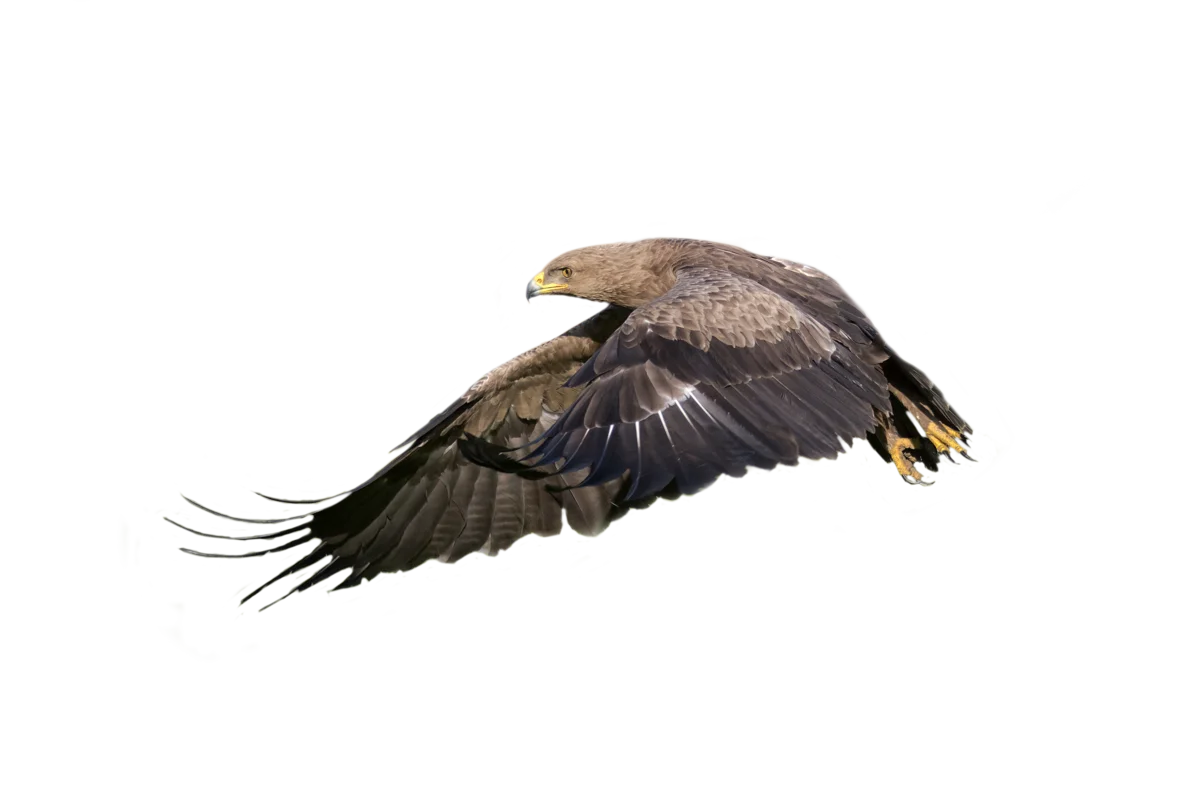 Schreiadler - Vögel in Europa Schreiadler - Vögel in Europa