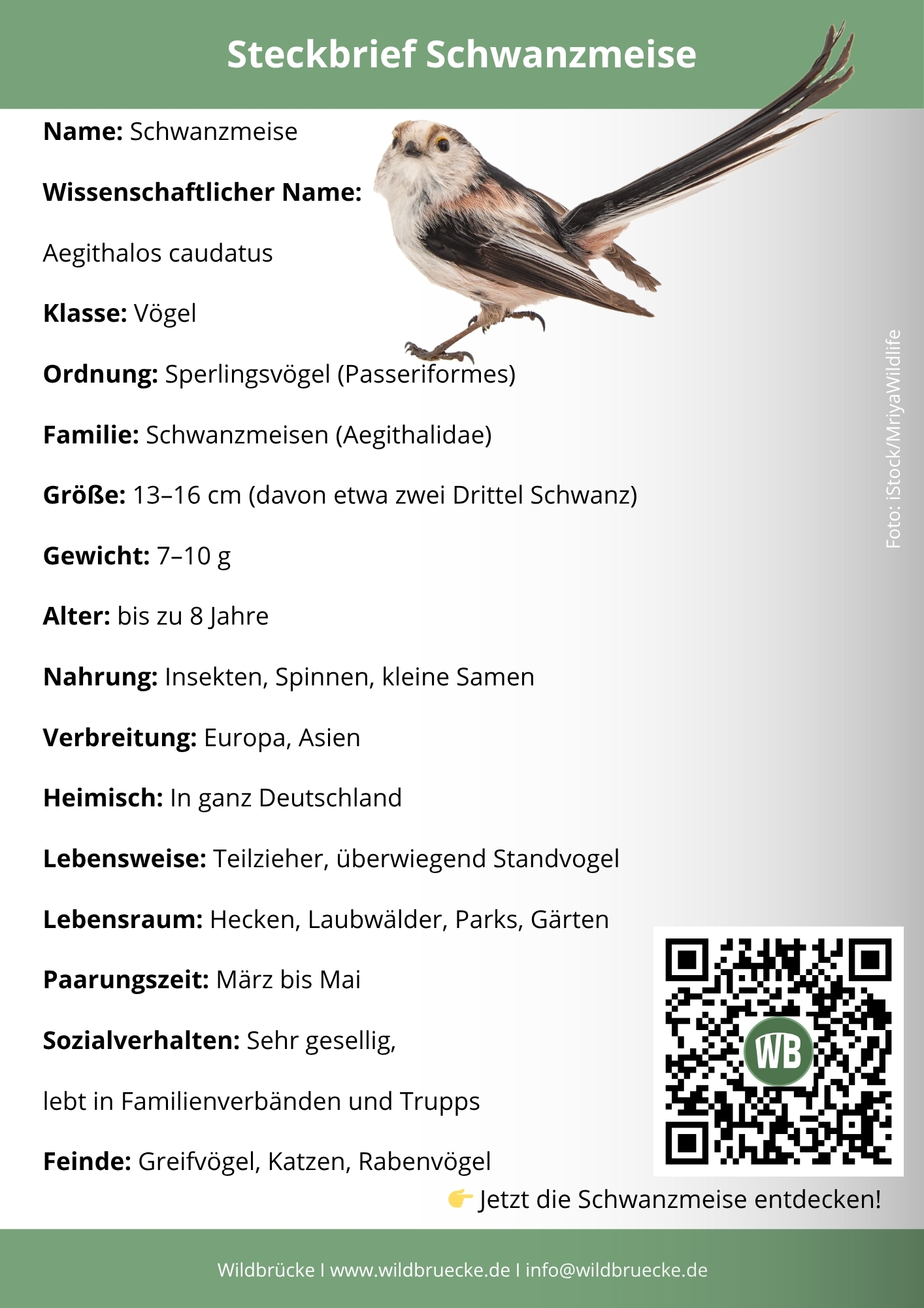 Schwanzmeise Steckbrief - Vögel in Europa