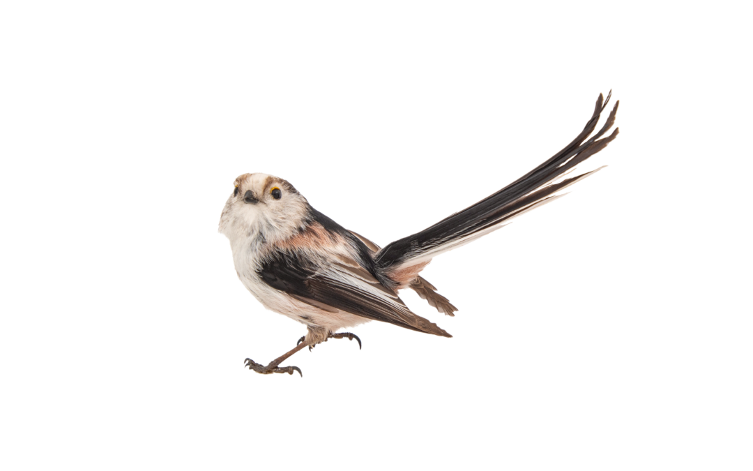 Schwanzmeise